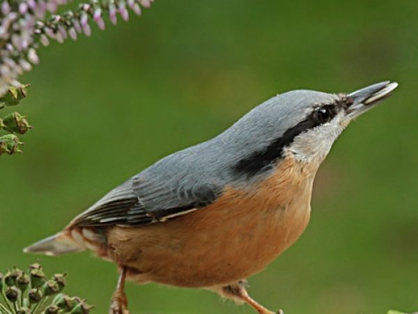web_wild-bird-red-breasted-nuthatch-limb-sunflower-seed