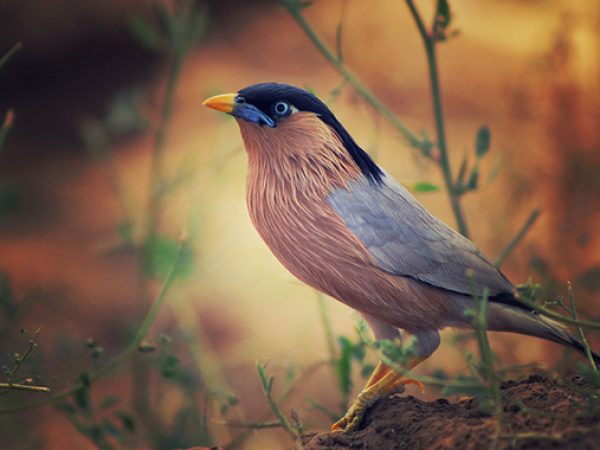 wild-bird-photography-tips
