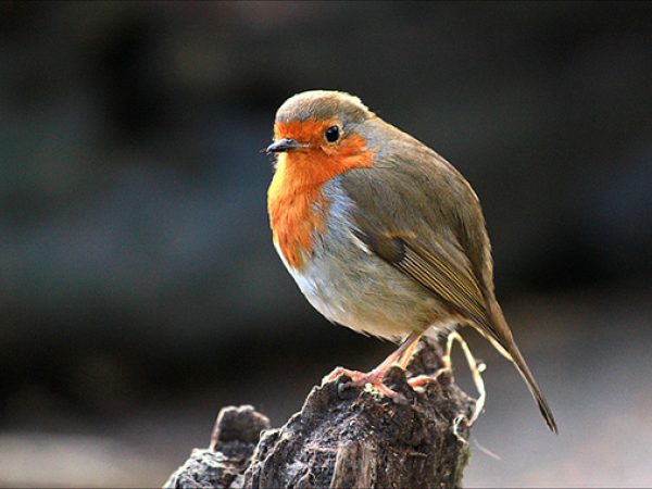 wild-bird-photos